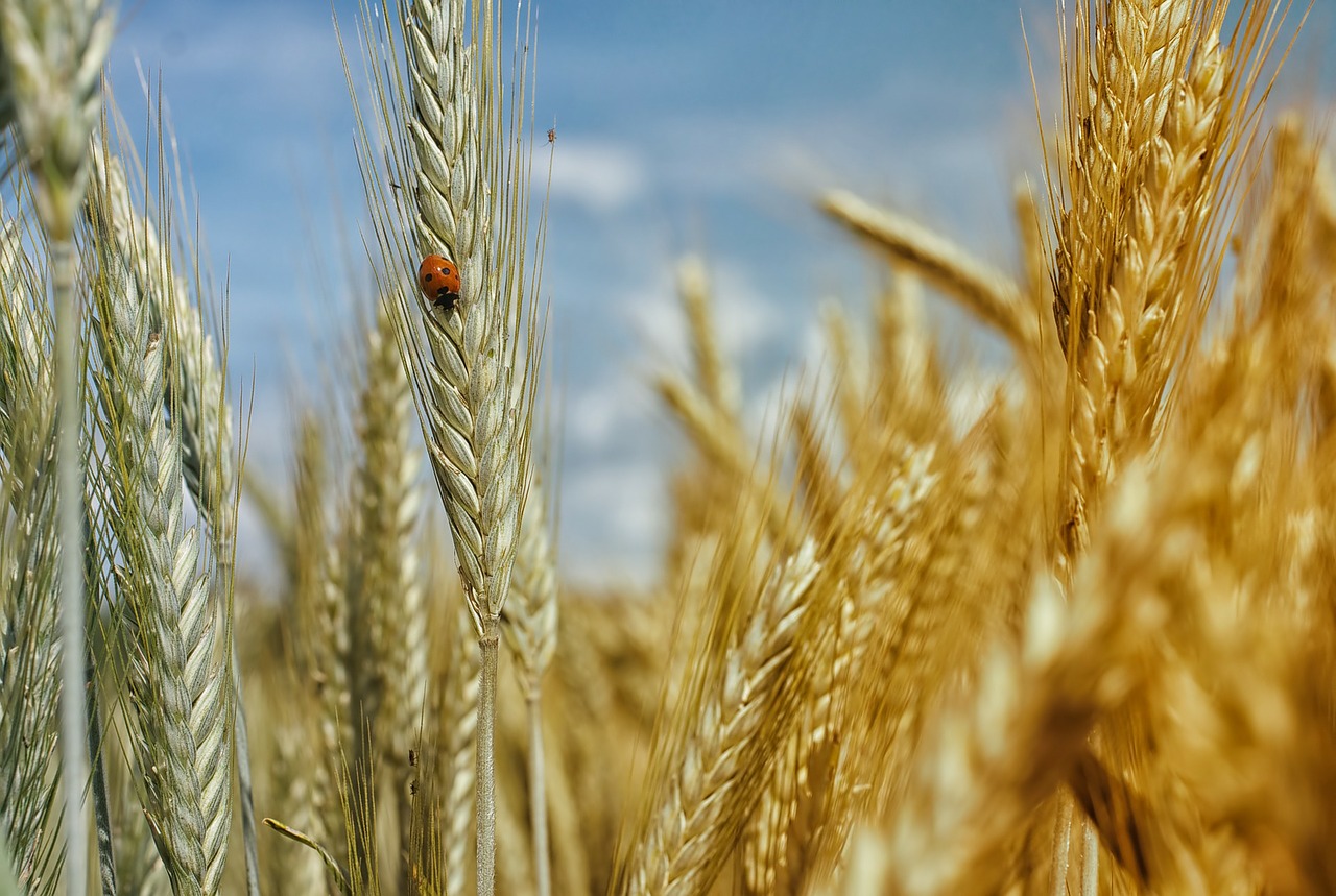 Image - cornfield wheat field wheat cereals