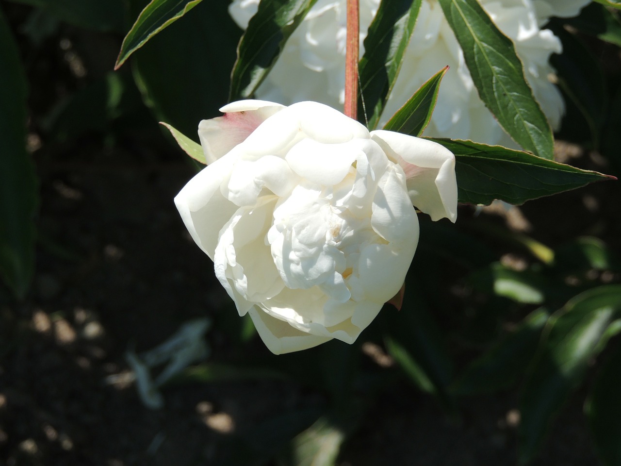 Image - white flower pfingstsrose flower
