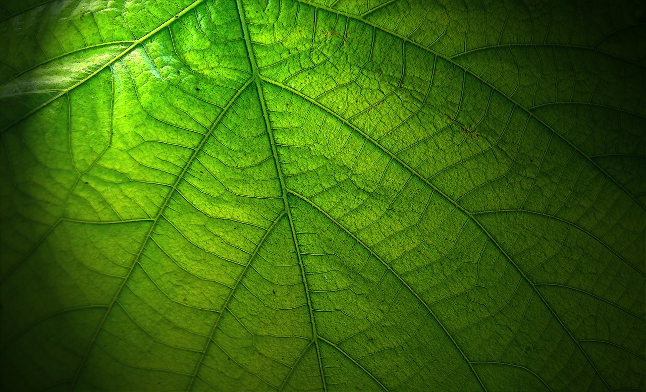 Image - leaf great nature large leaves