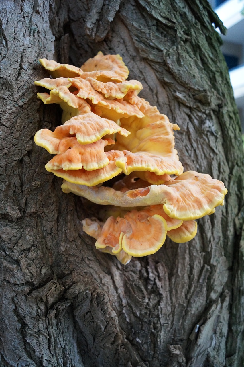 Image - mushroom log neuss befallner tree