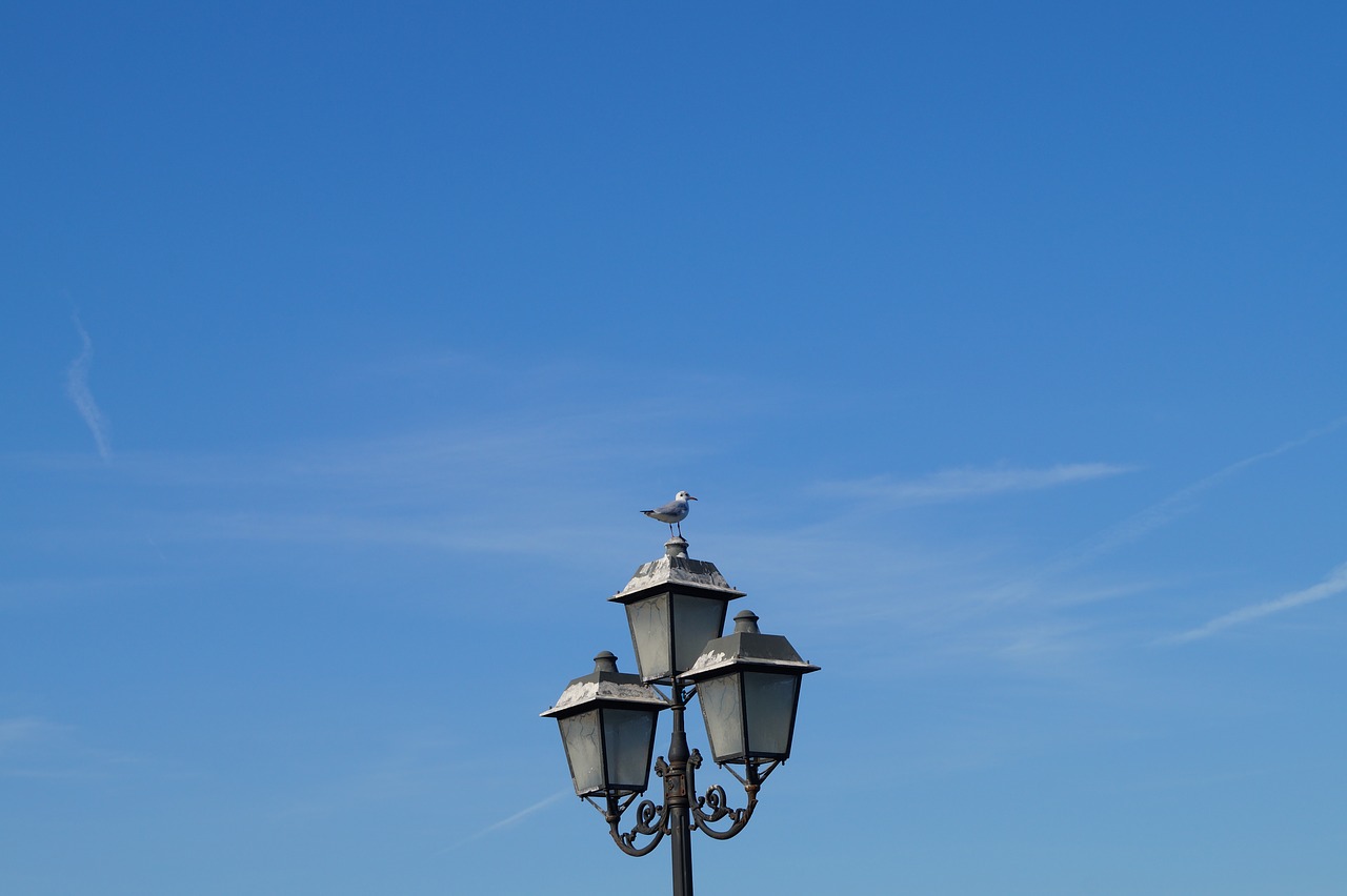 Image - blue gull bird lantern