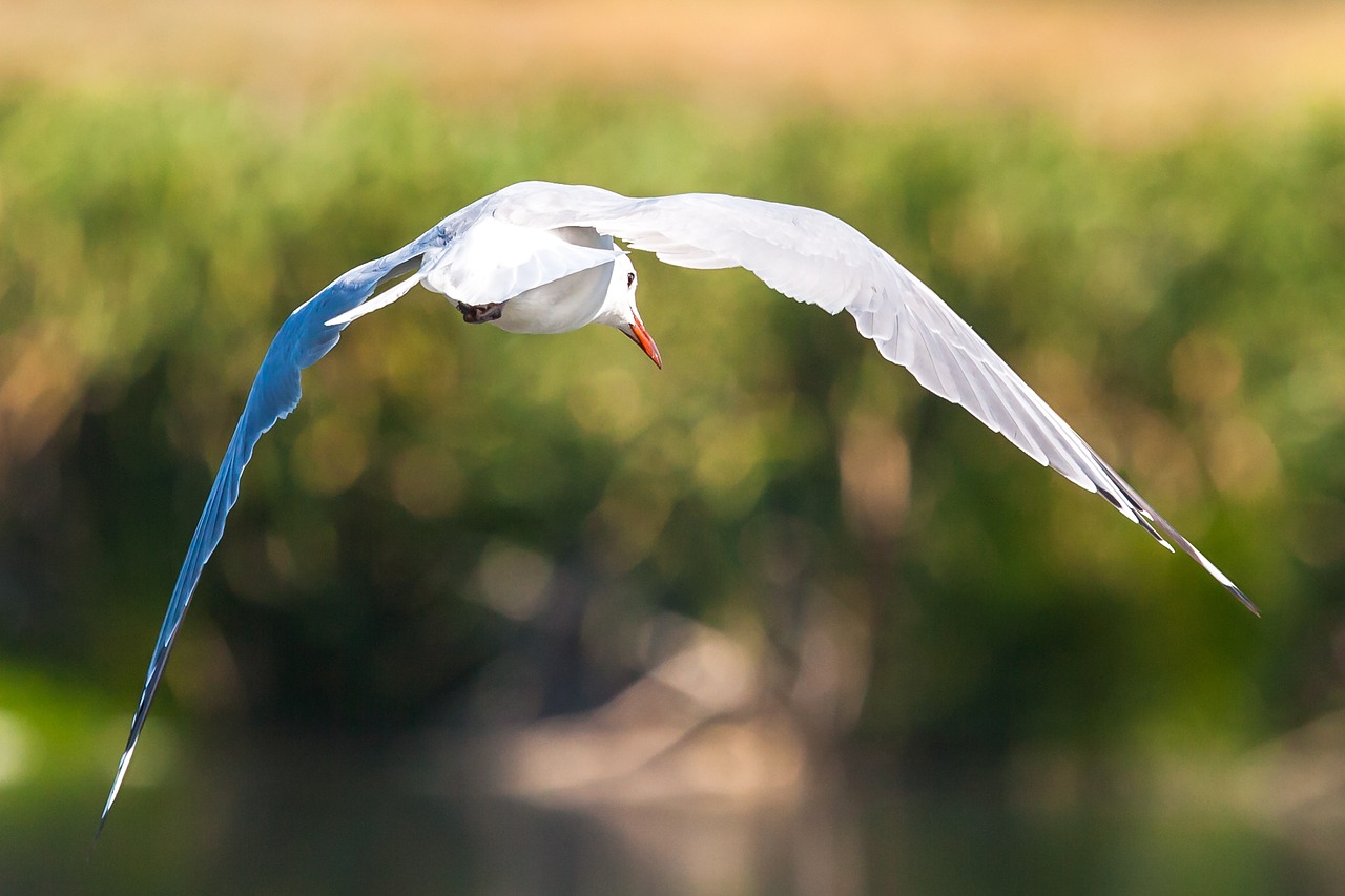 Image - hartlaub s gull in flight fly flying