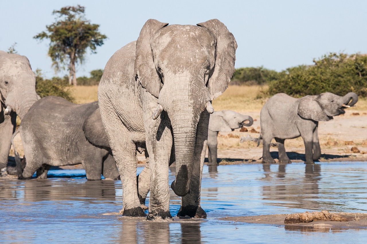 Image - african elephants drinking elephants