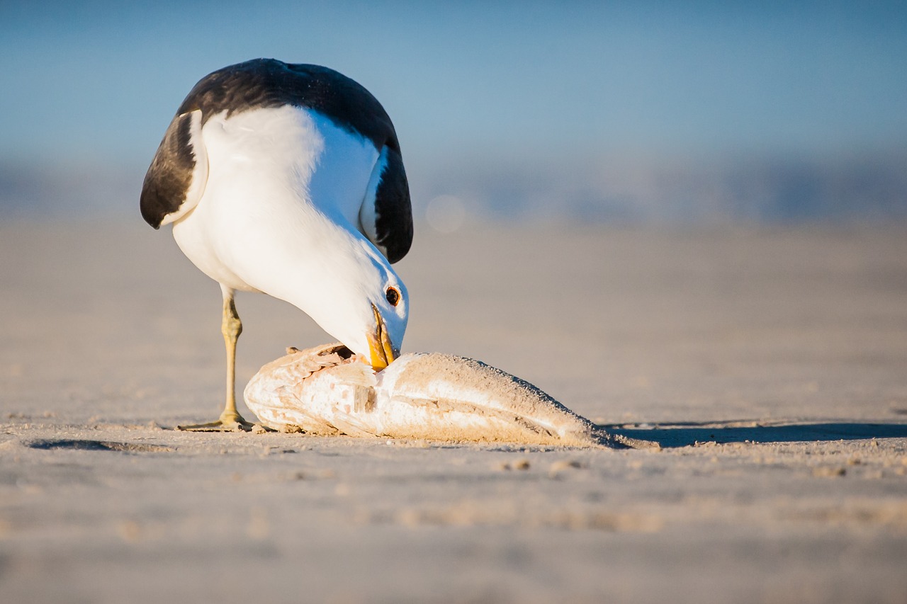 Image - kelp gull feeding on a fish portrait