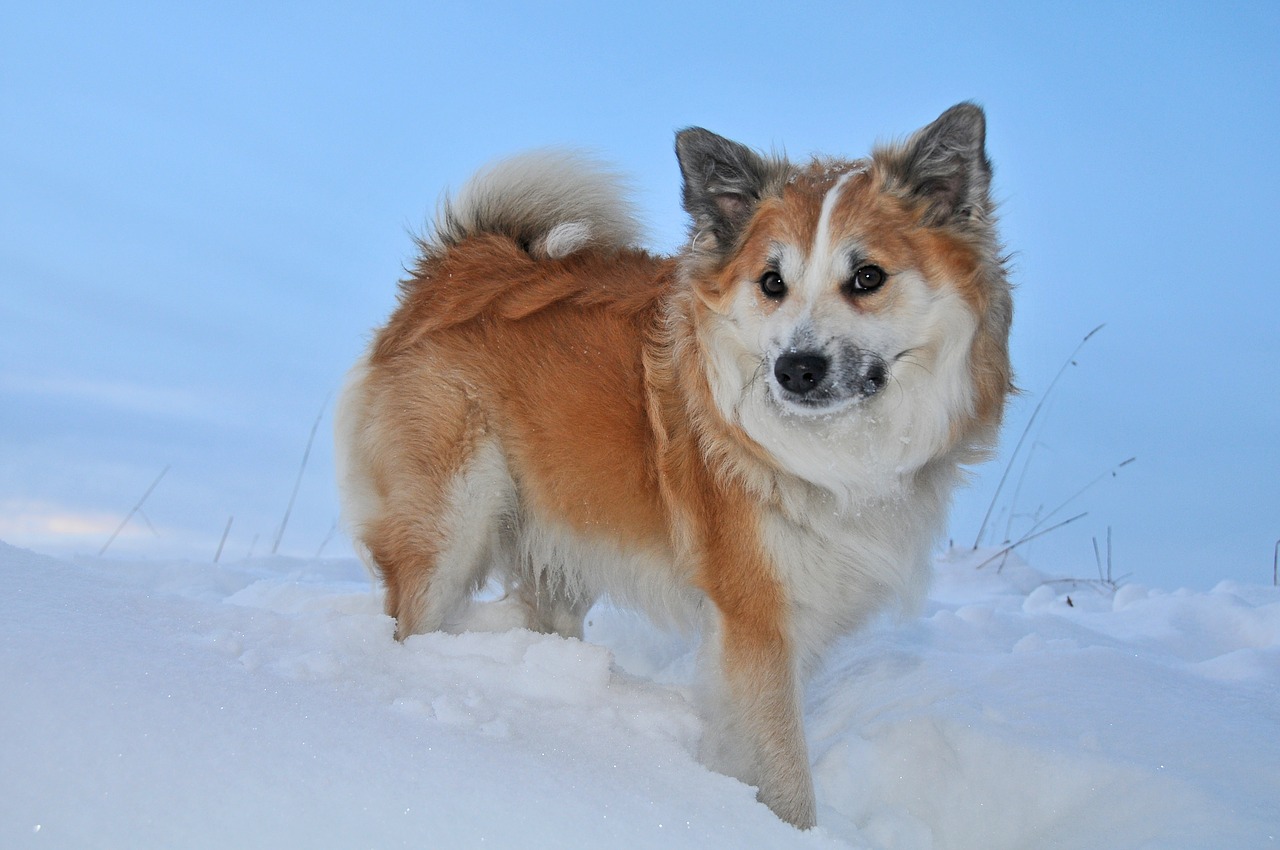 Image - iceland dog winter snow cold dog