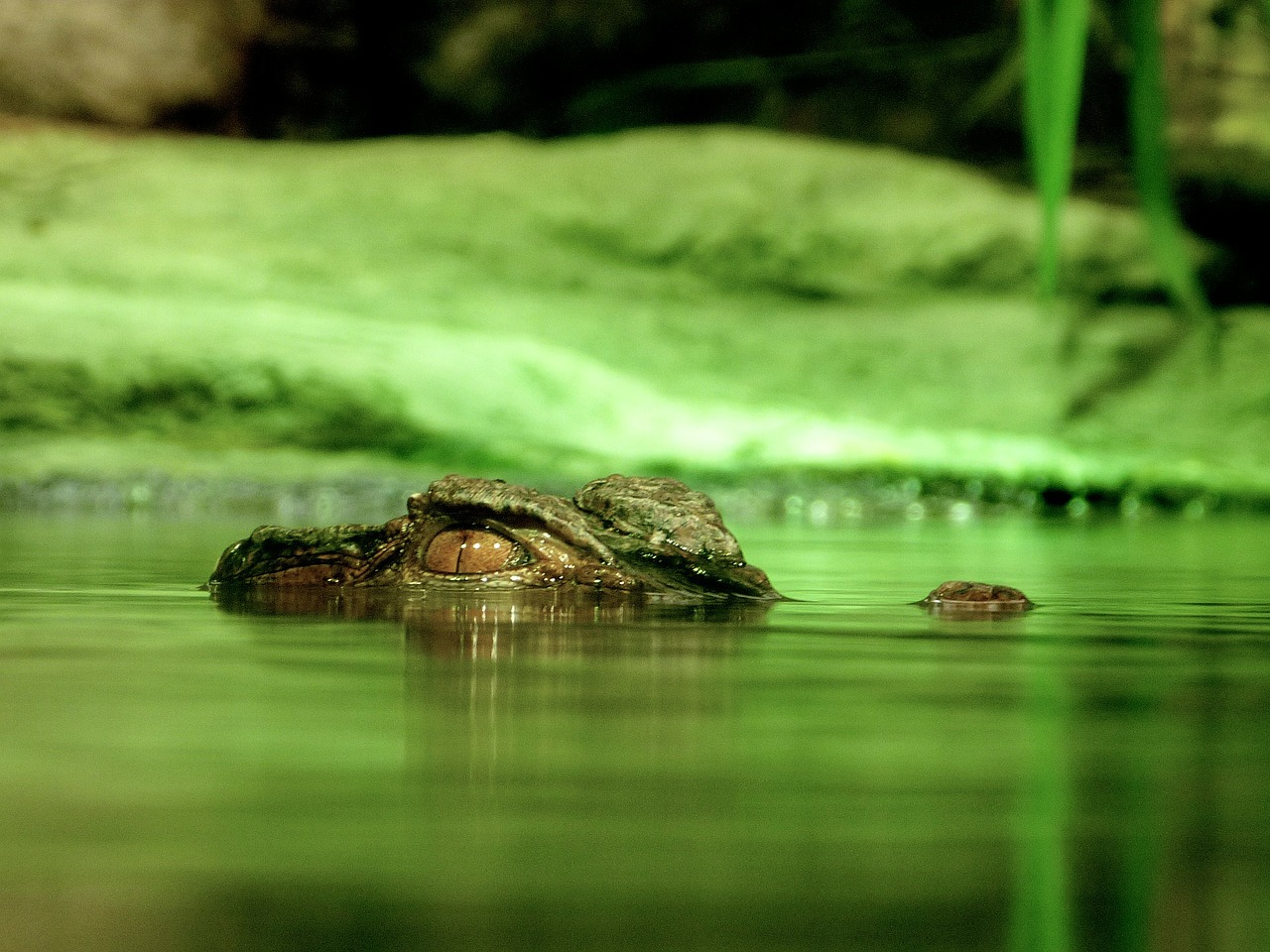 Image - crocodile alligator dangerous