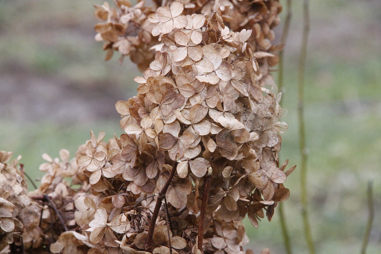 Image - autumn end of the summer dry plants