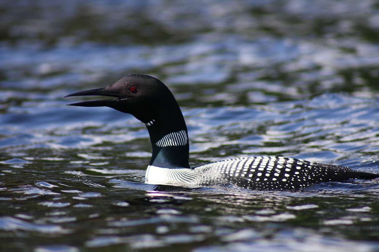 Image - loon water bird lake northern