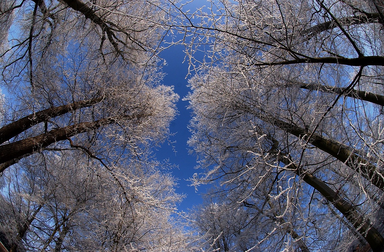 Image - city park gotha winter frost trees