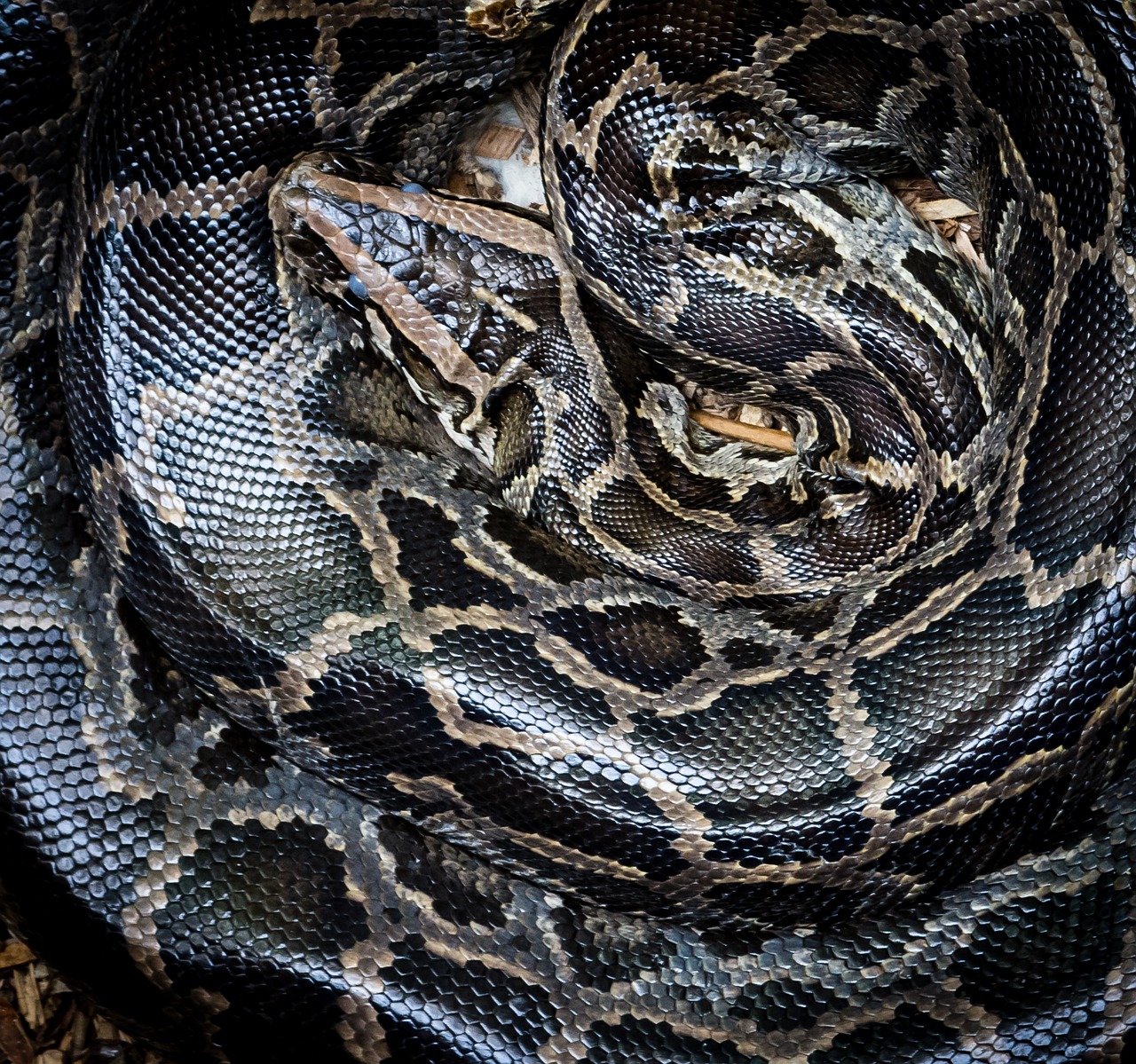 Image - python snake wildlife animal