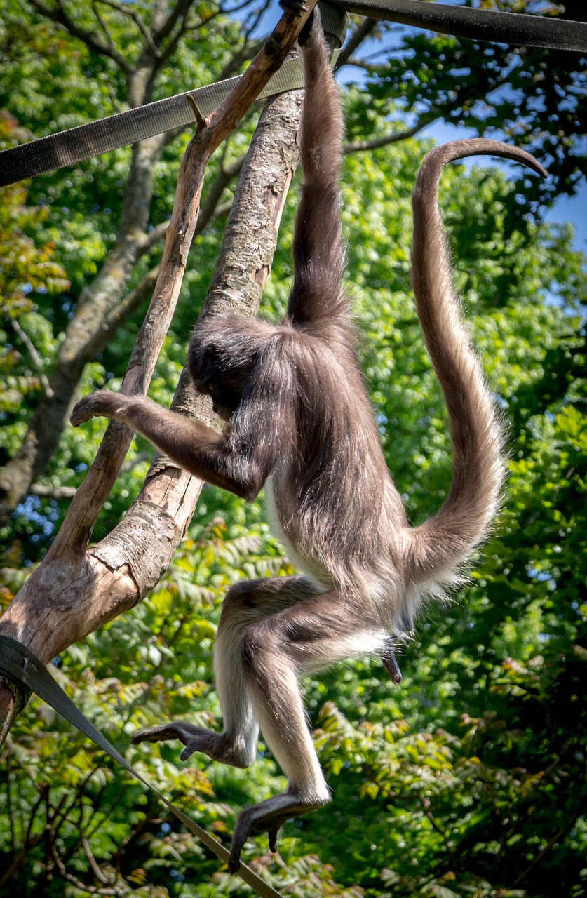 Image - spider monkey ape monkey wildlife
