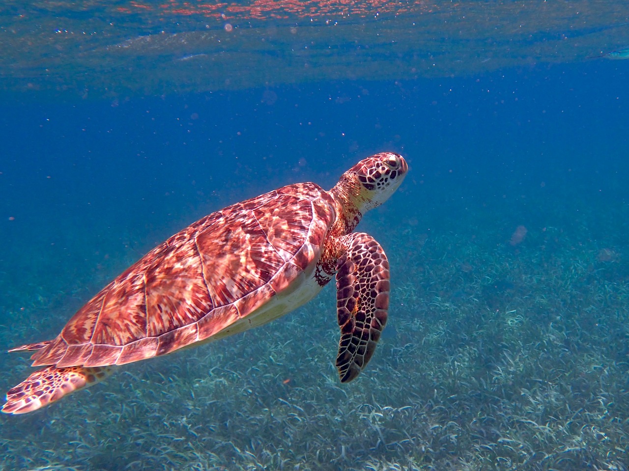 Image - turtle belize ocean tropical sea