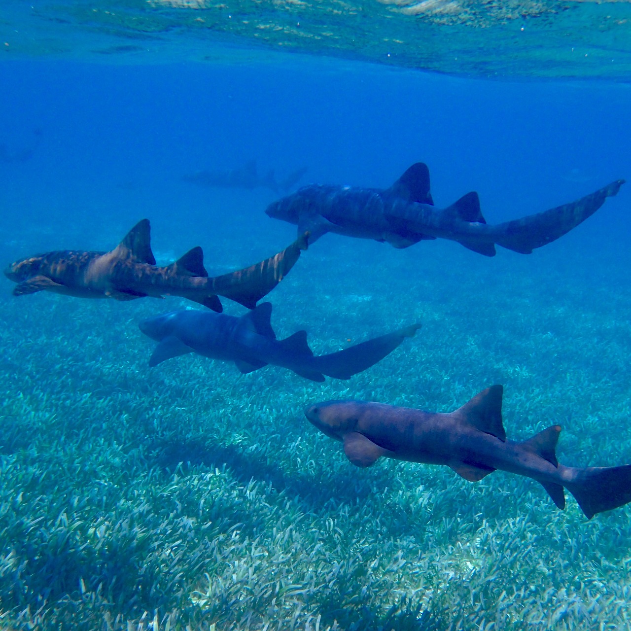 Image - sharks ocean nurse shark underwater