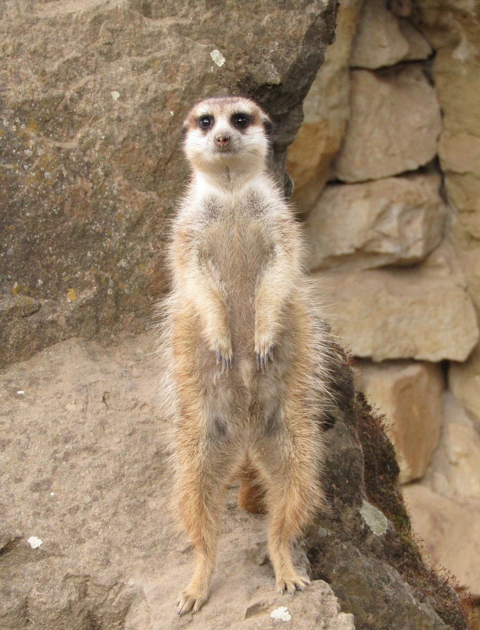 Image - meerkat animal nature cute stone