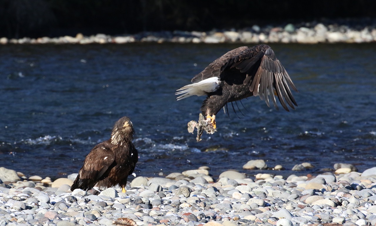 Image - eagle bald american fishing adult