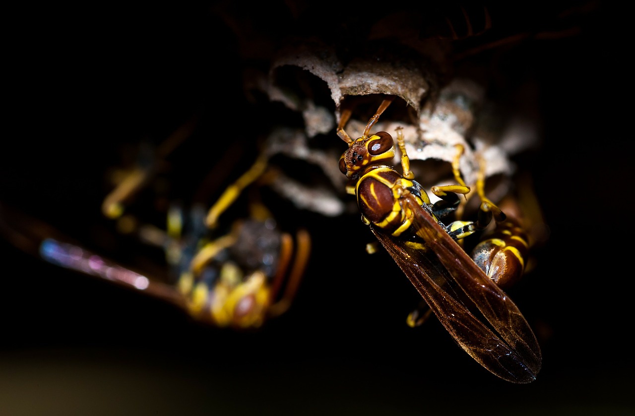 Image - wasp insect animal nature macro