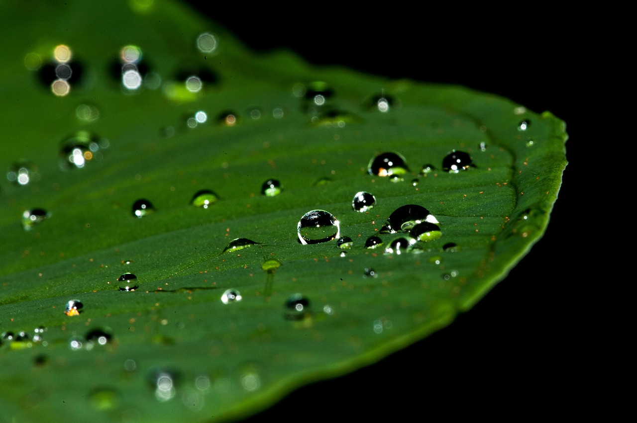 Image - droplets water drop rain tear