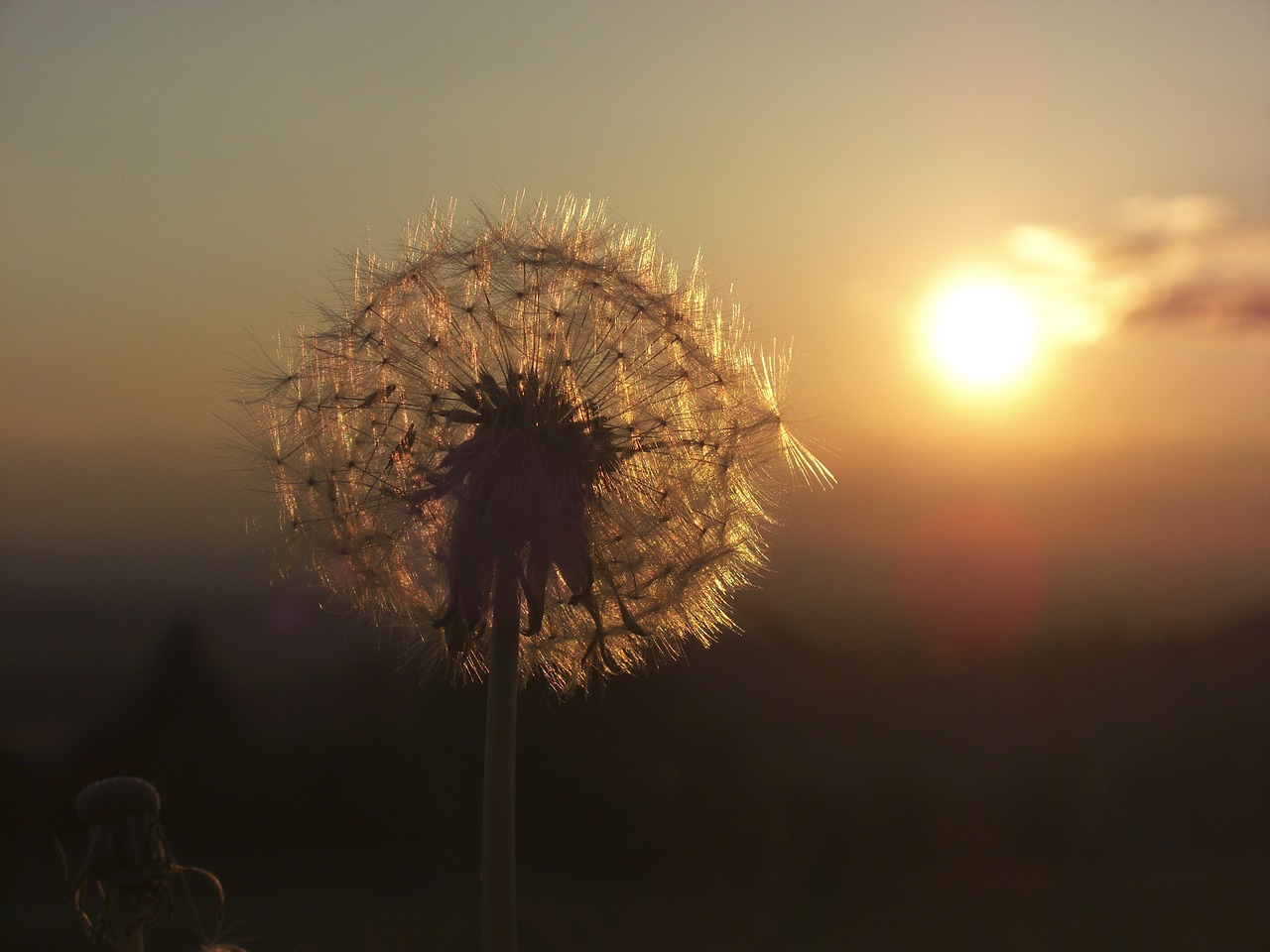 Image - dandelion sunset back light plant