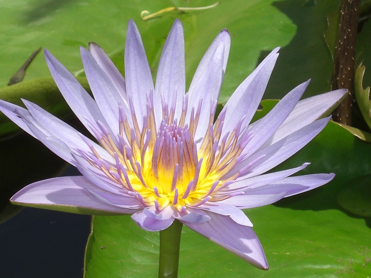 Image - water lily violet blossom bloom