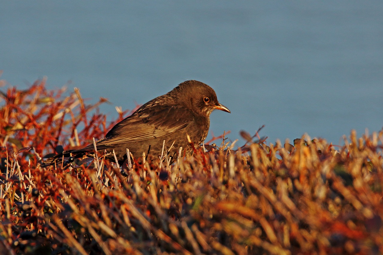 Image - throttle songbird bird animal