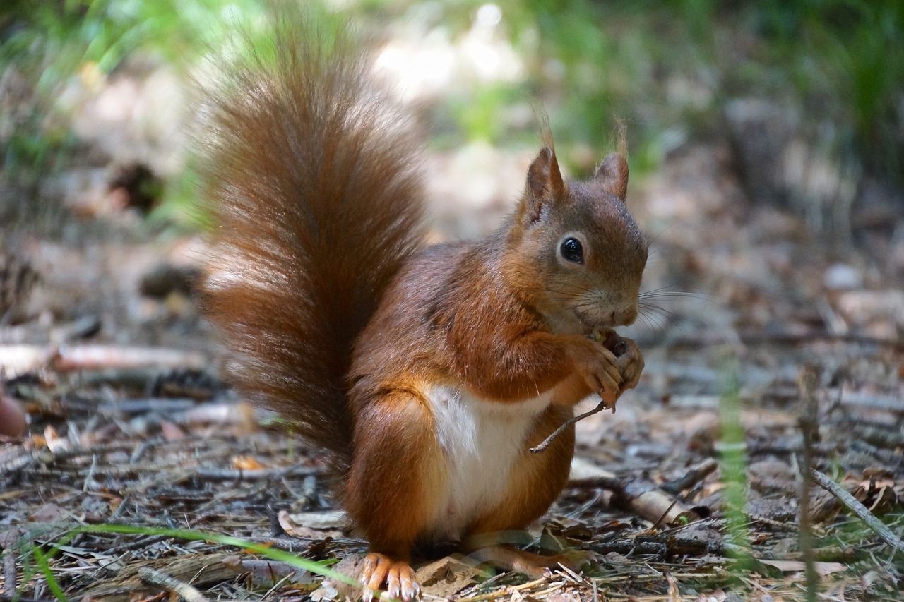 Image - squirrel eat cute food nut nature