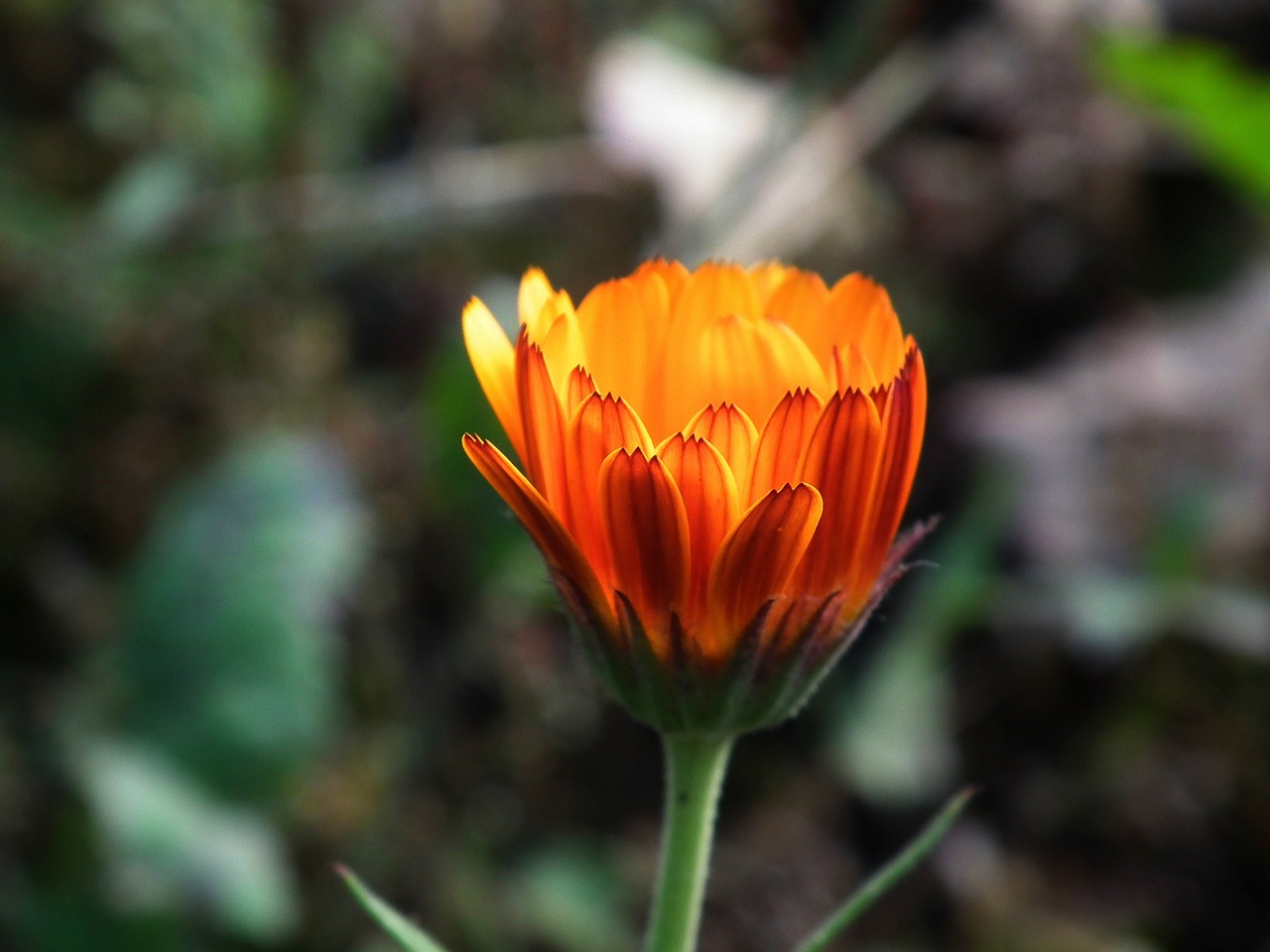 Image - flower orange bright garden flower