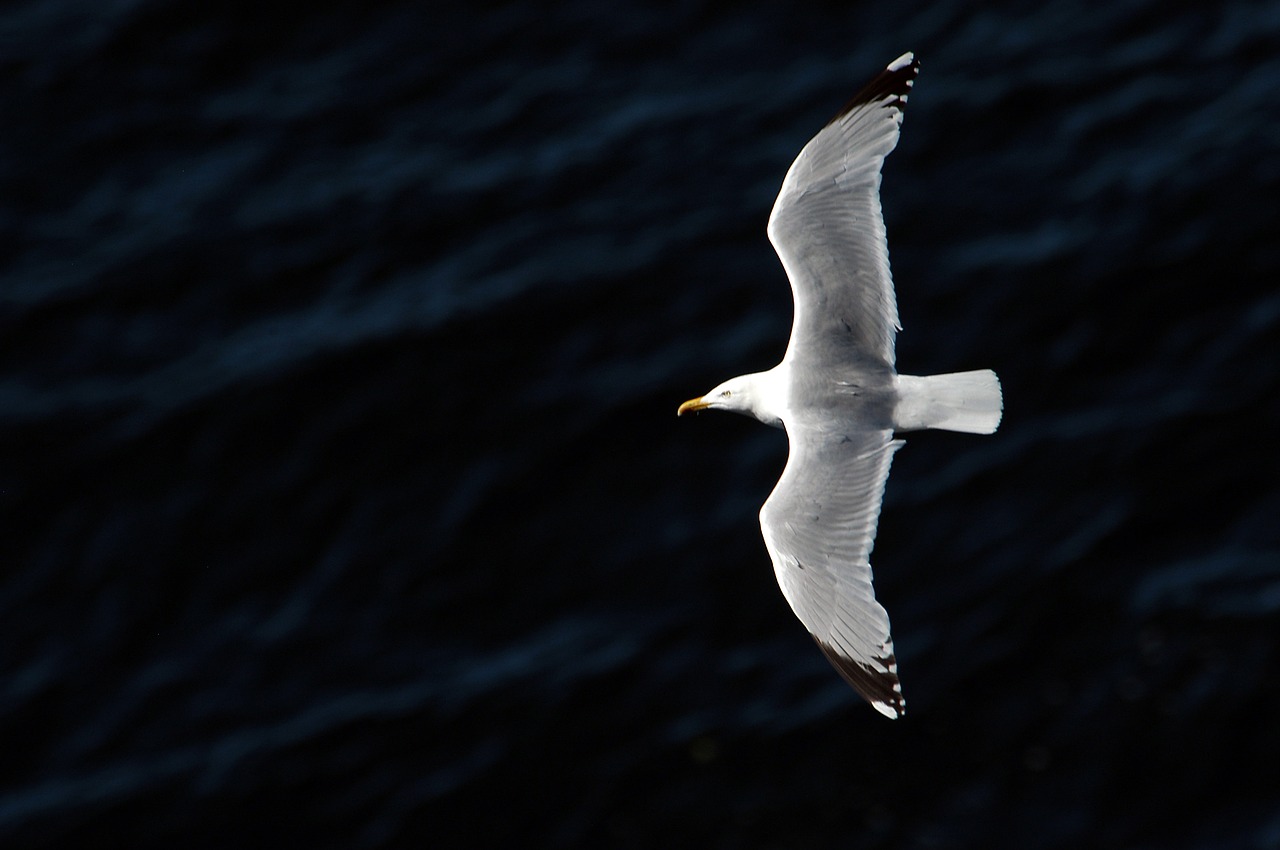 Image - gull bird natural beauty