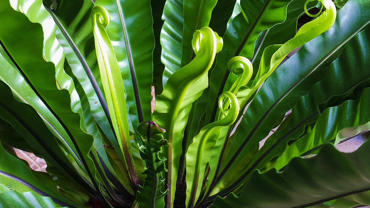 Image - fern plant green