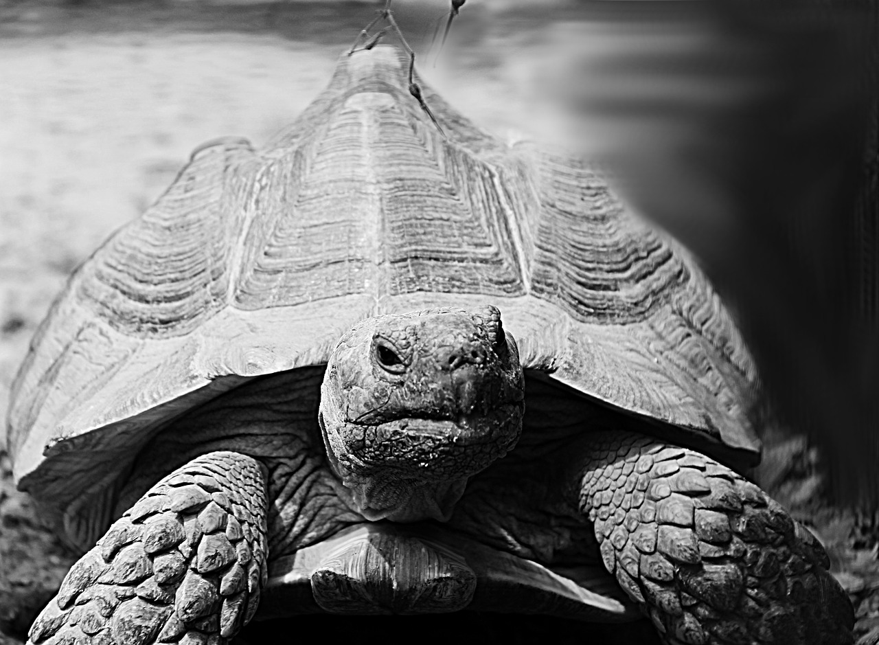 Image - turtle animal grey black and white