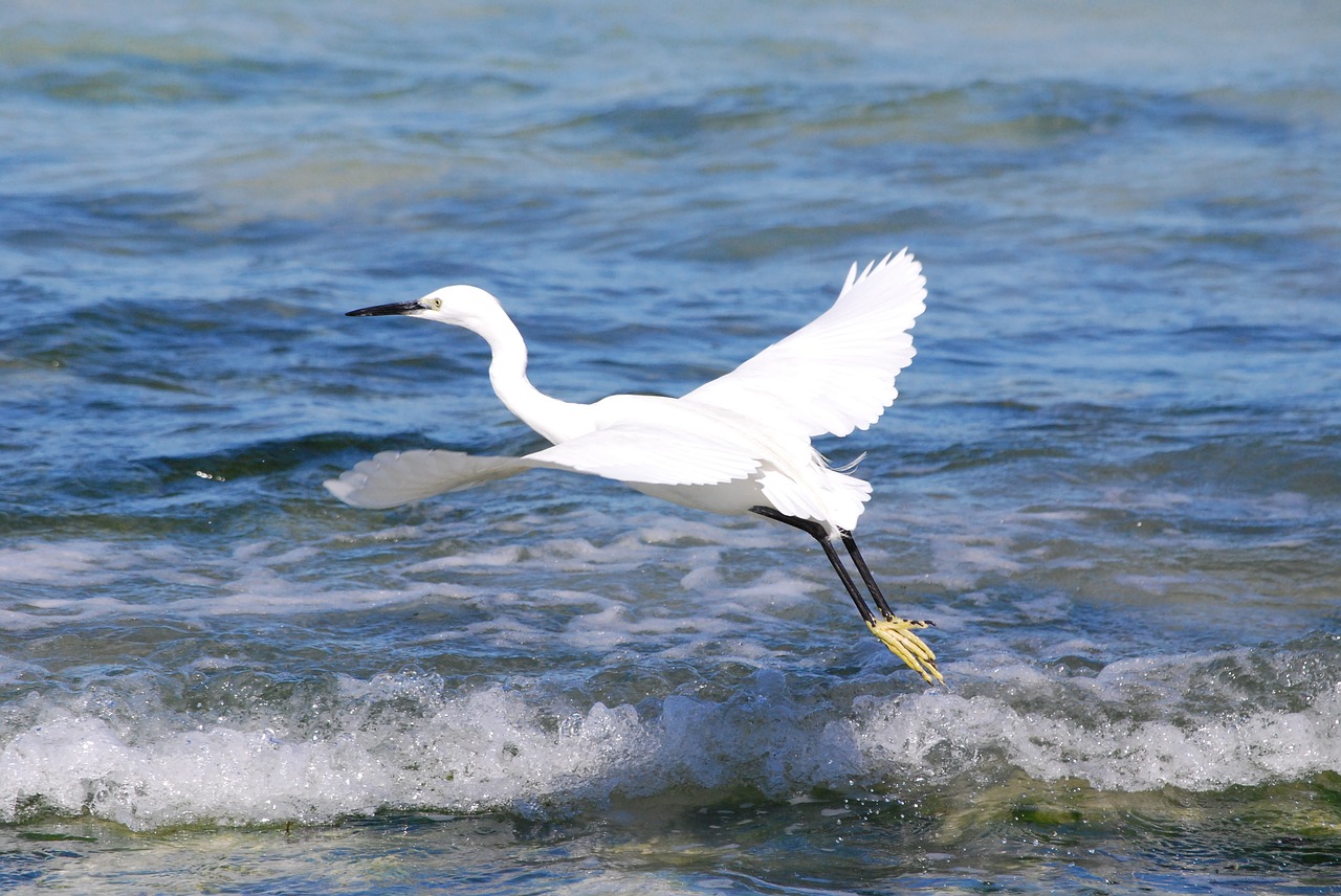 Image - bird sea ornithology ocean