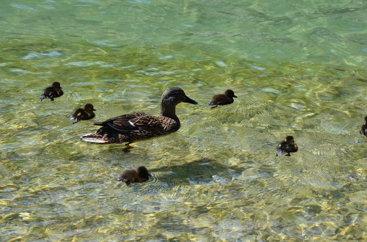 Image - duck family lake bird water