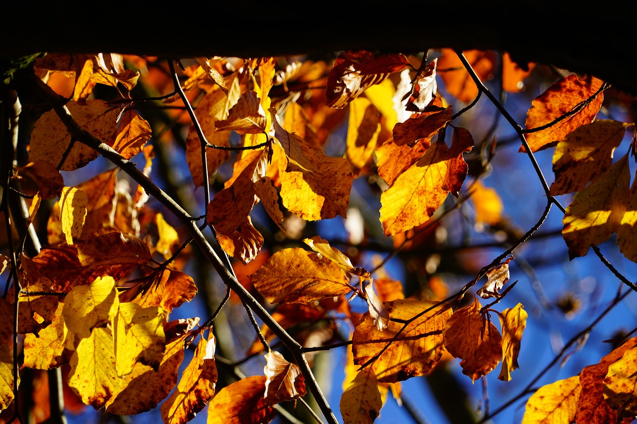 Image - beech tree autumn fall foliage