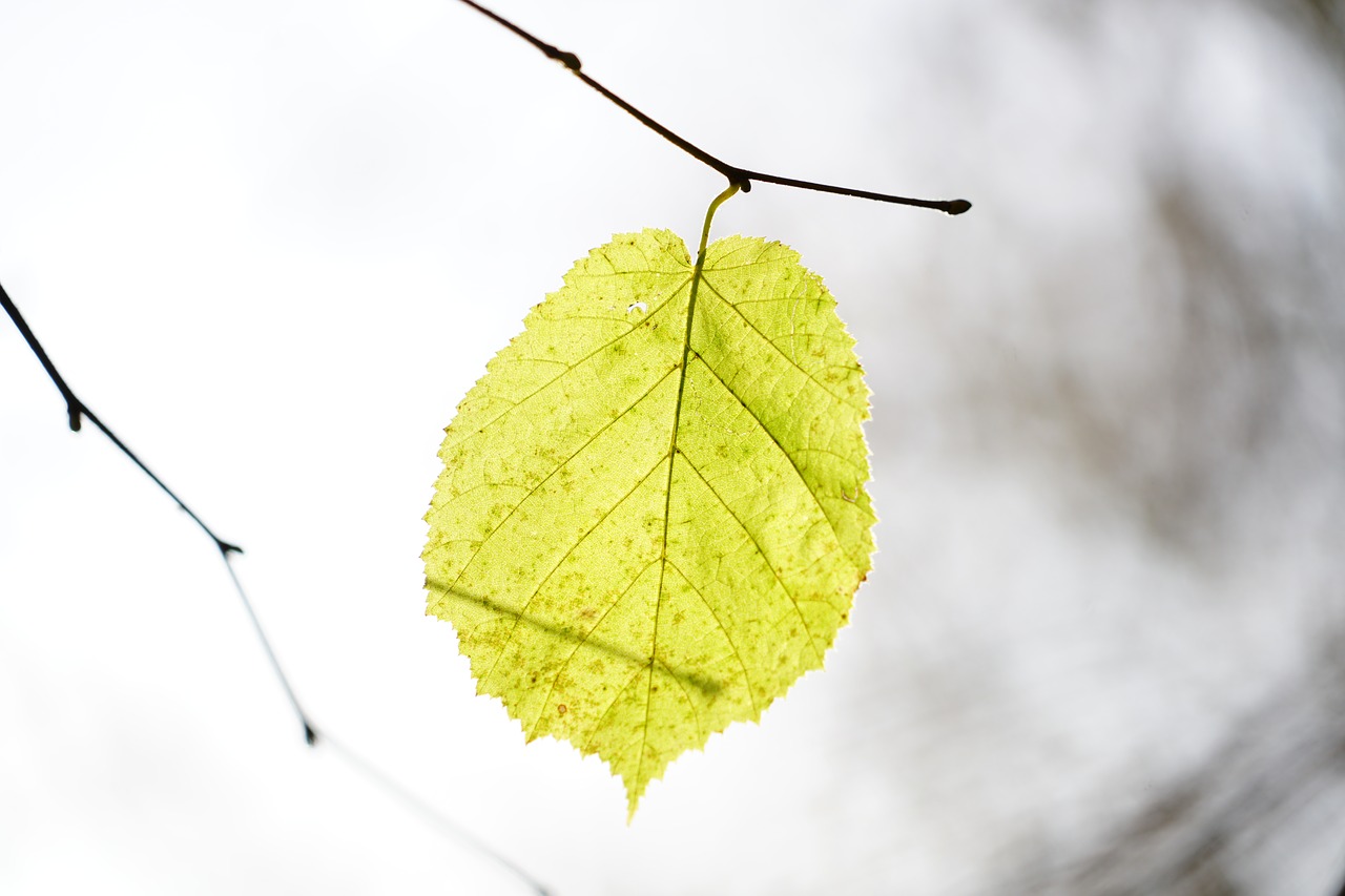 Image - leaf hazel hazel leaf leaves bush