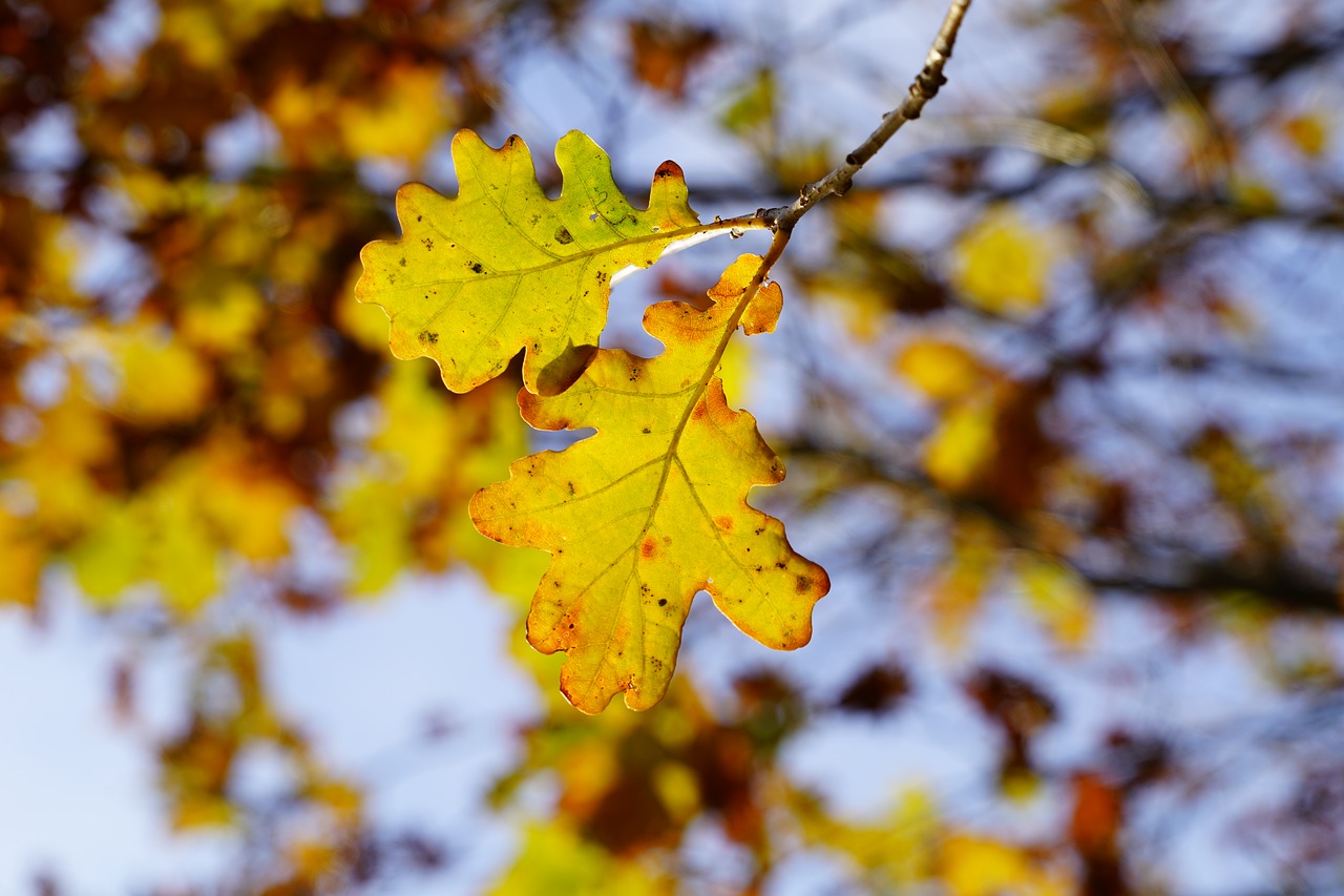 Image - oak leaves oak tree autumn leaves