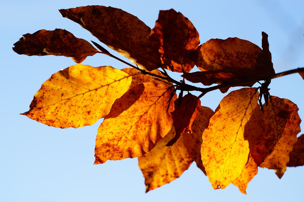 Image - beech leaves branch beech tree