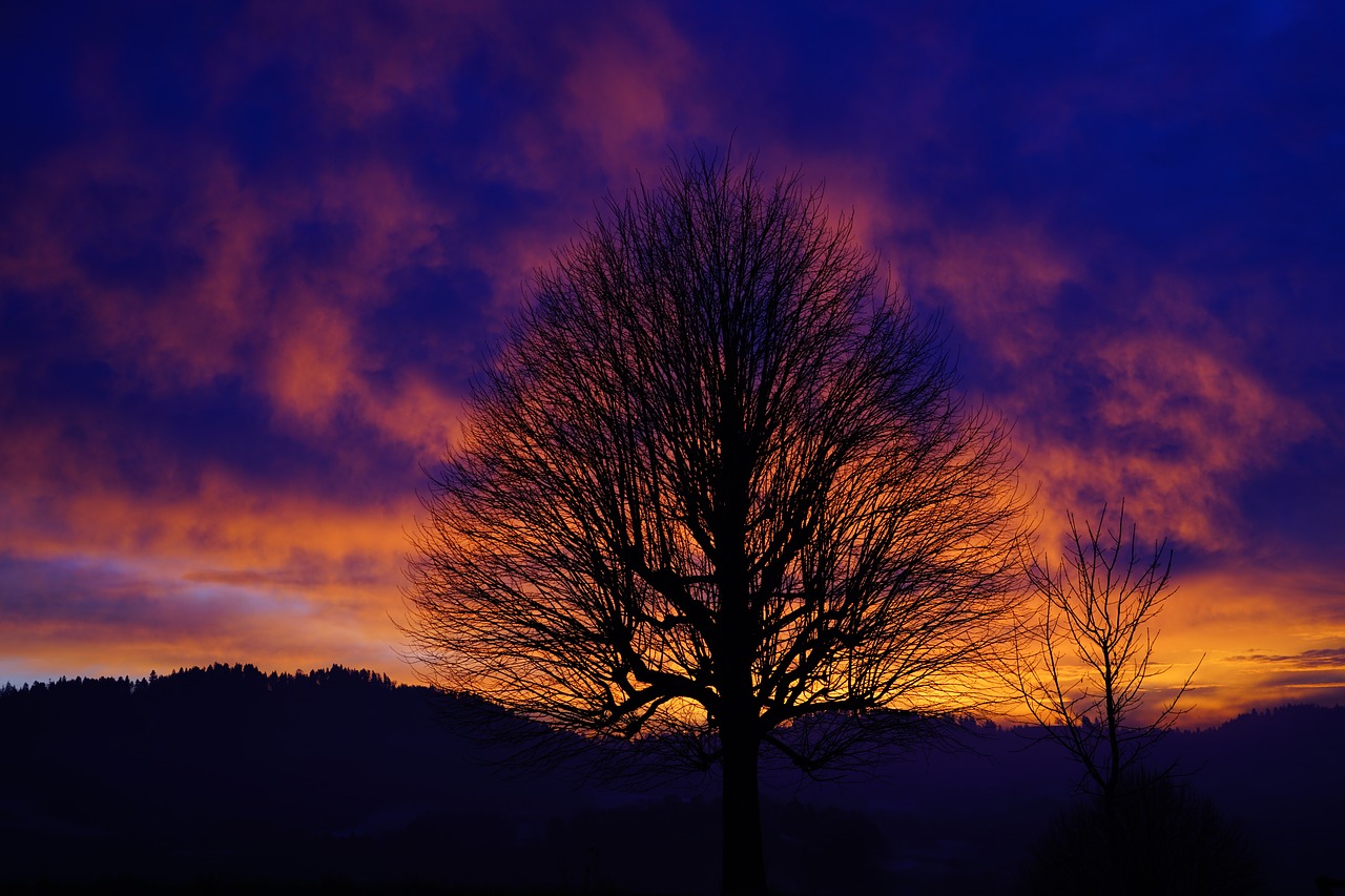 Image - sunset tree aesthetic branches
