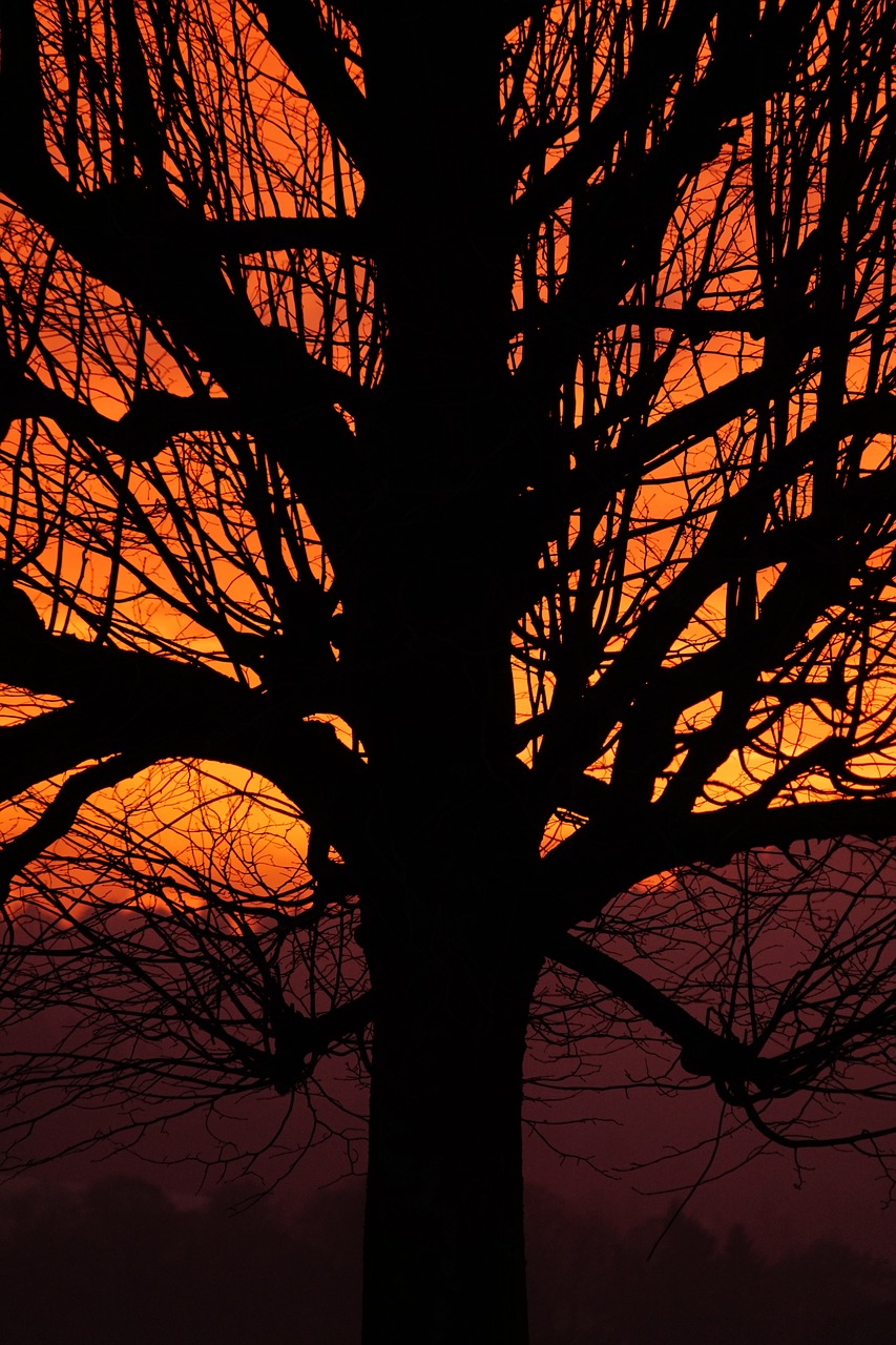 Image - tribe log branches sunset tree