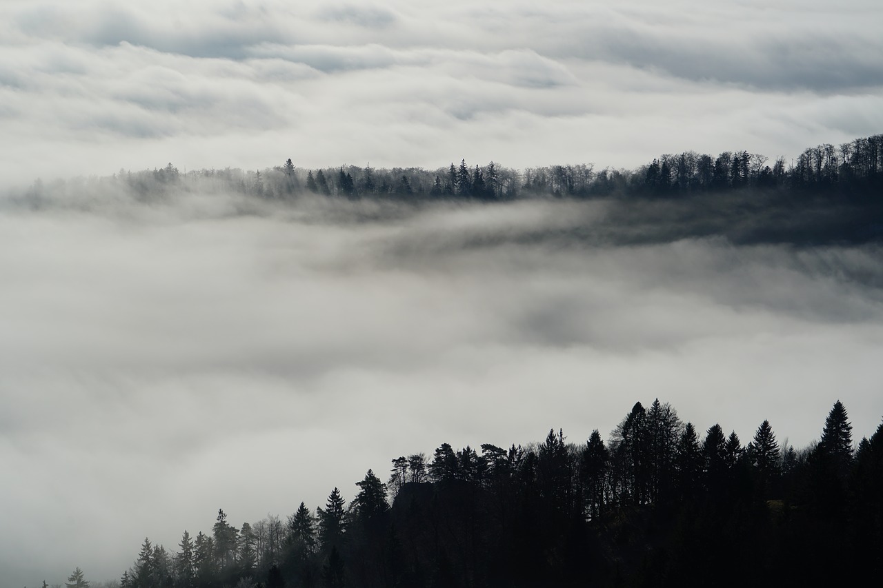 Image - fog nebellandschaft forest trees