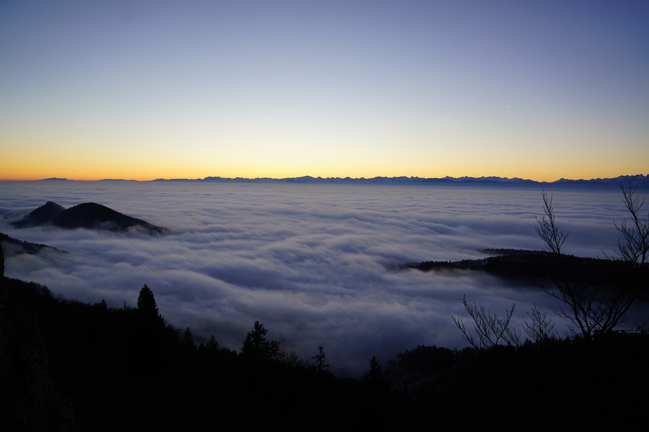 Image - fog nebellandschaft forest trees