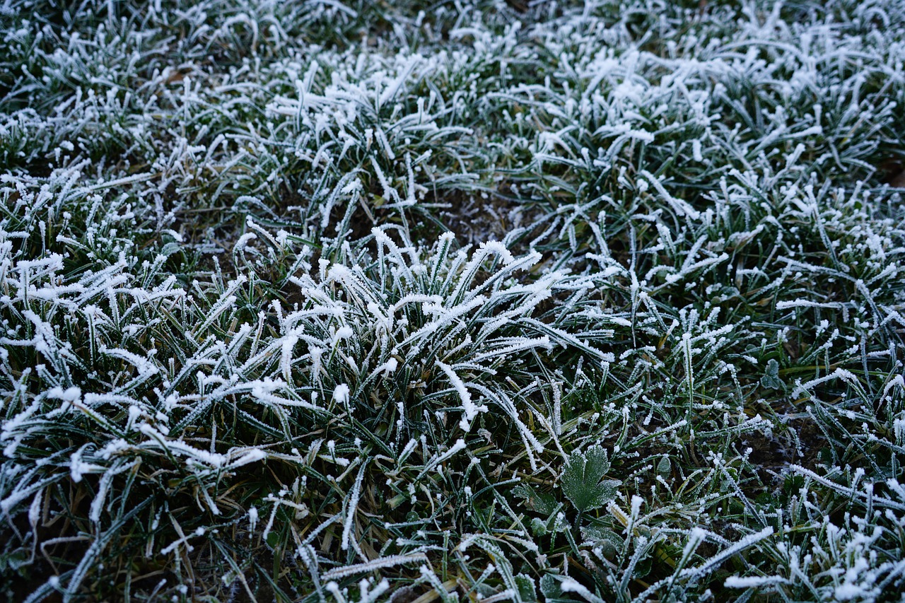 Image - hoarfrost gas frozen icy winter