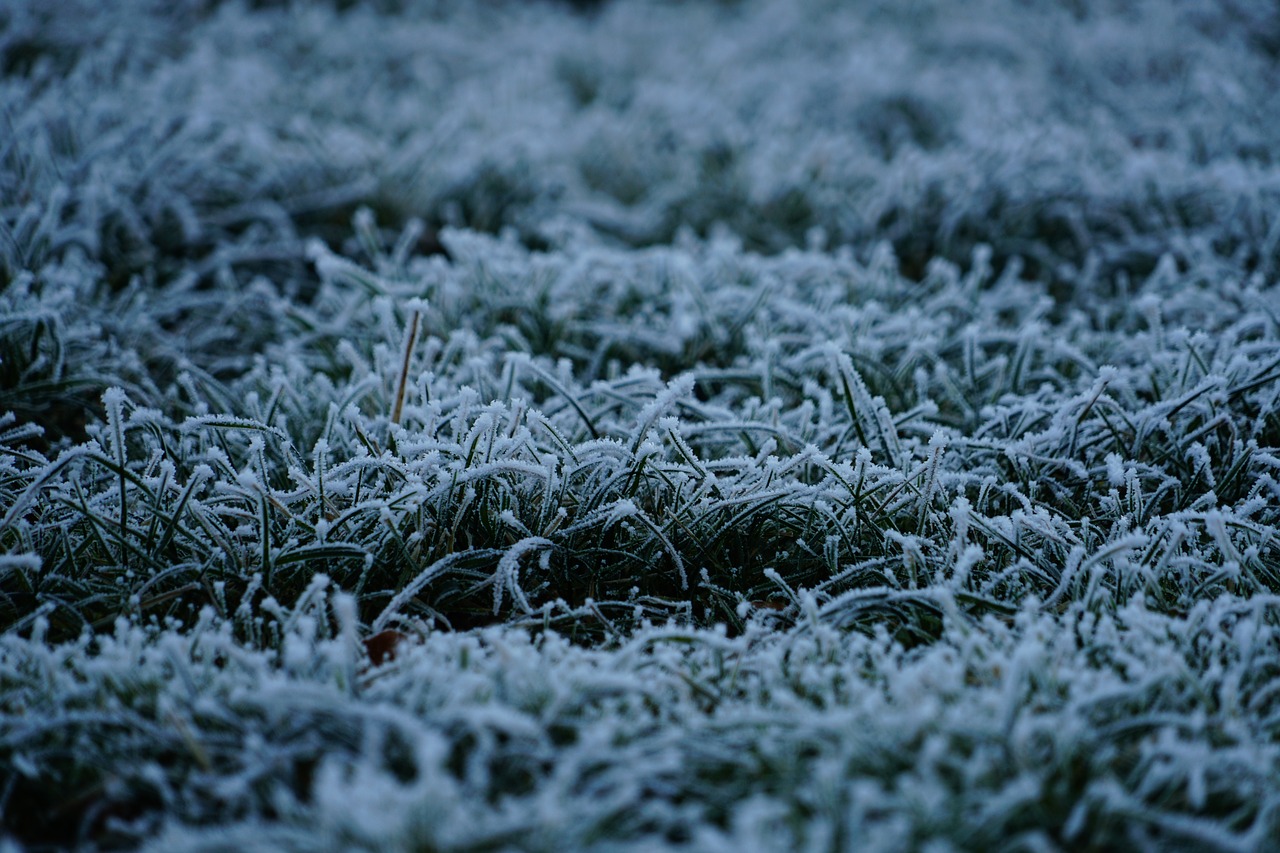 Image - grass hoarfrost gas frozen icy