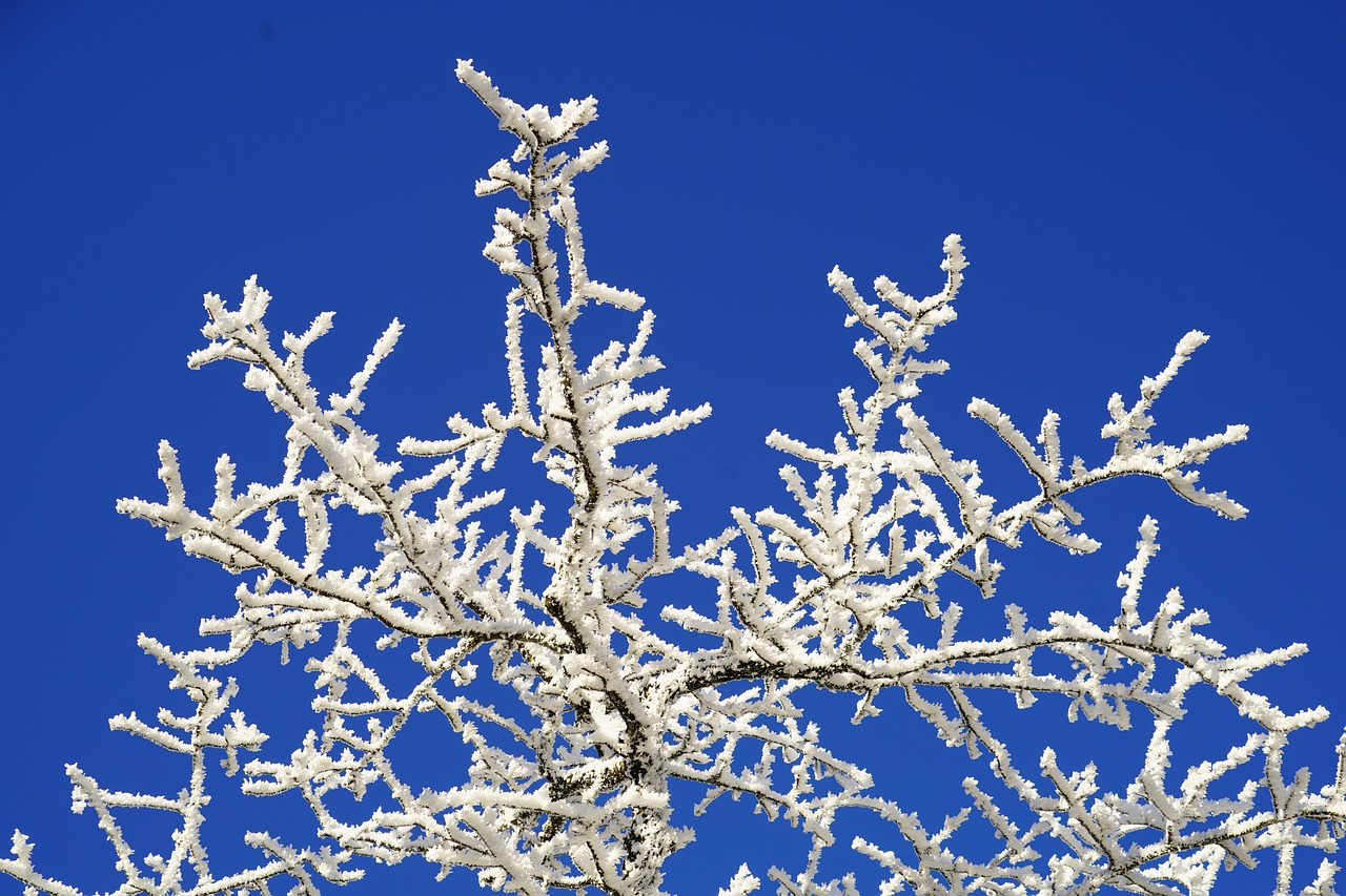 Image - hoarfrost eiskristalle crystals