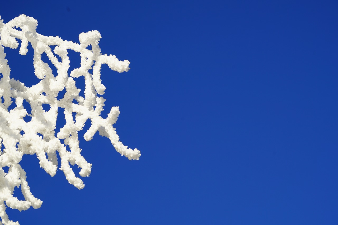 Image - branches hoarfrost sky blue iced