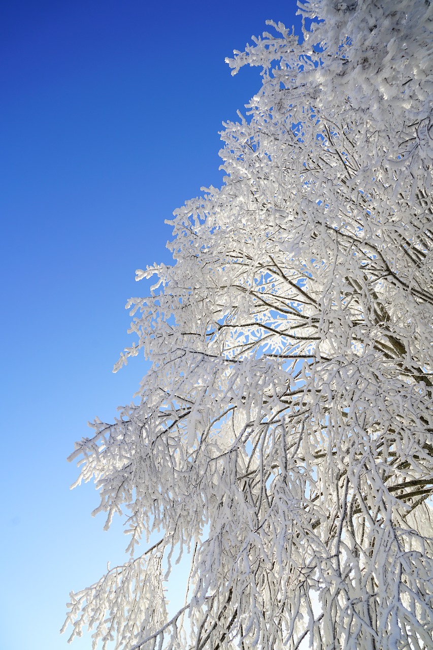 Image - tree hoarfrost branch iced
