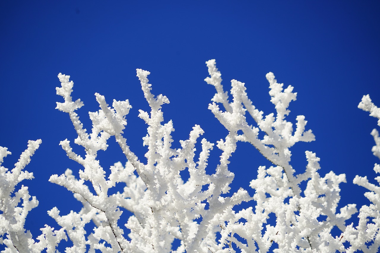 Image - aesthetic branches hoarfrost winter