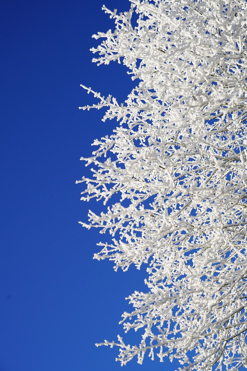 Image - aesthetic branches hoarfrost winter