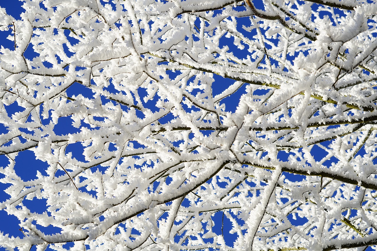 Image - aesthetic branches hoarfrost winter