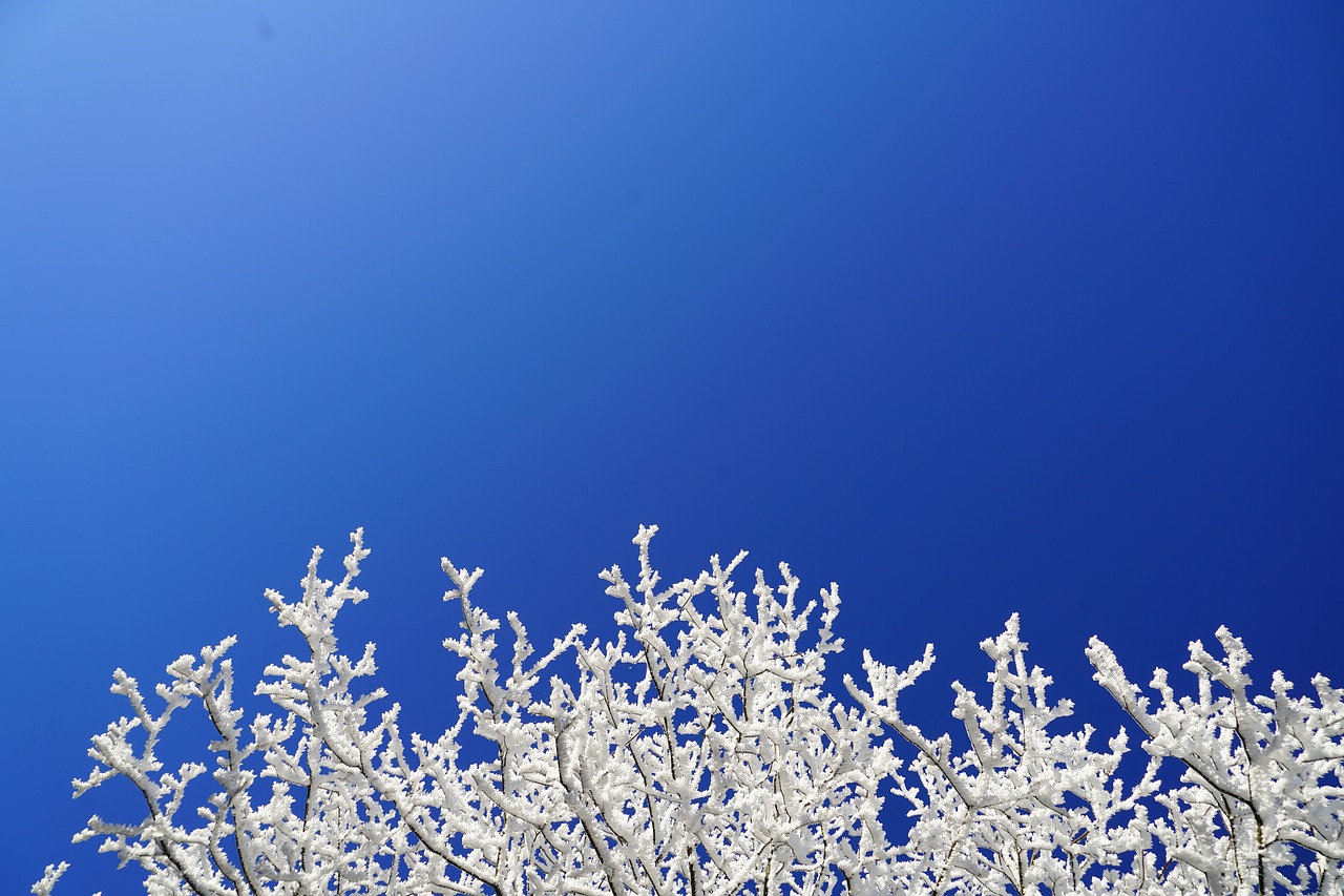 Image - hoarfrost aesthetic branches winter