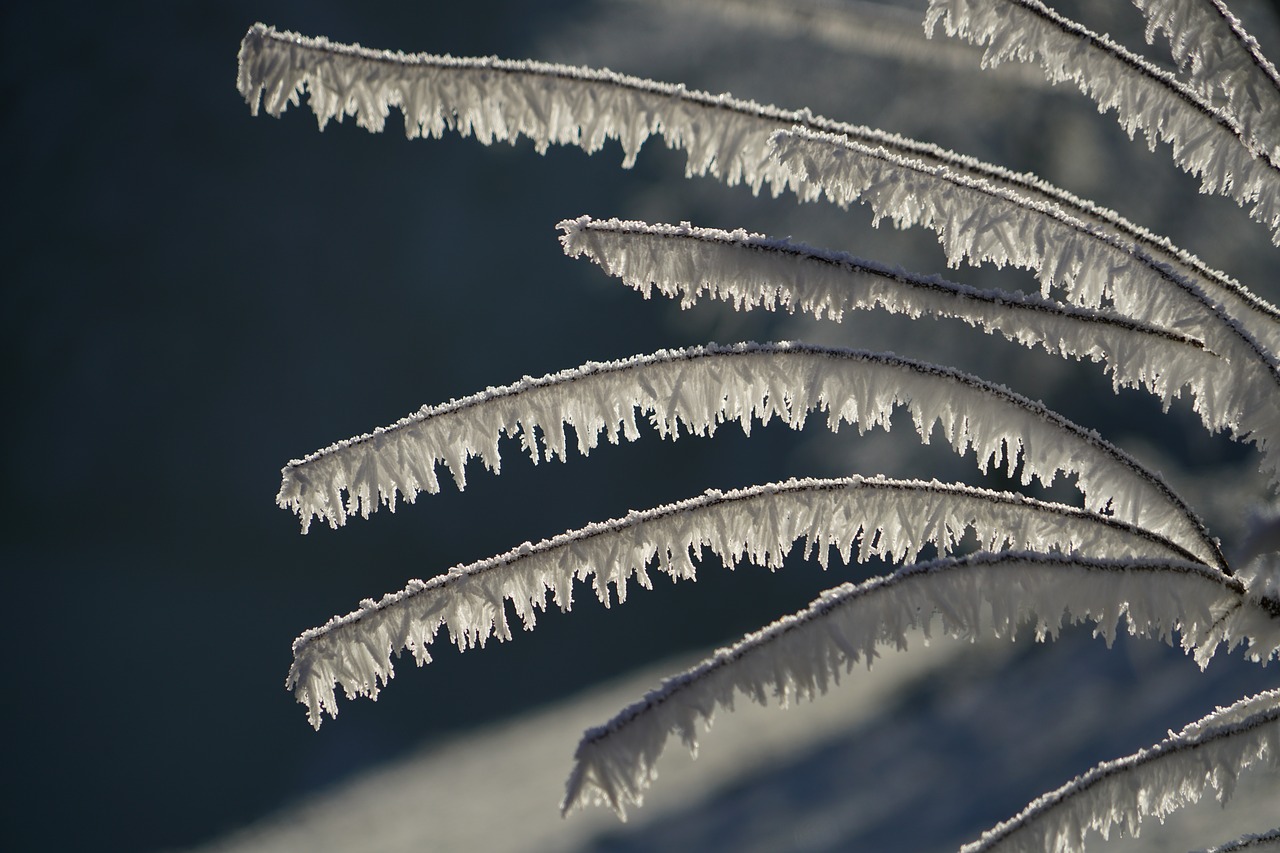 Image - snow crystals iced branches bush