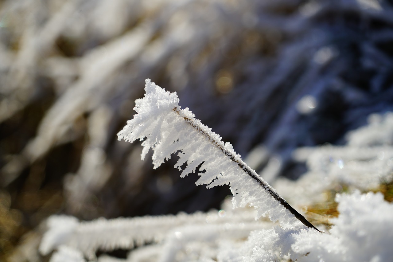 Image - blade of grass hoarfrost